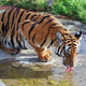 Illustration for article titled Caturday - Panthera tigris Edition